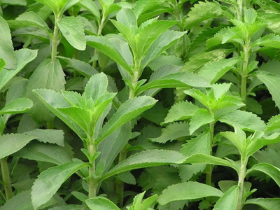Stevia Extract